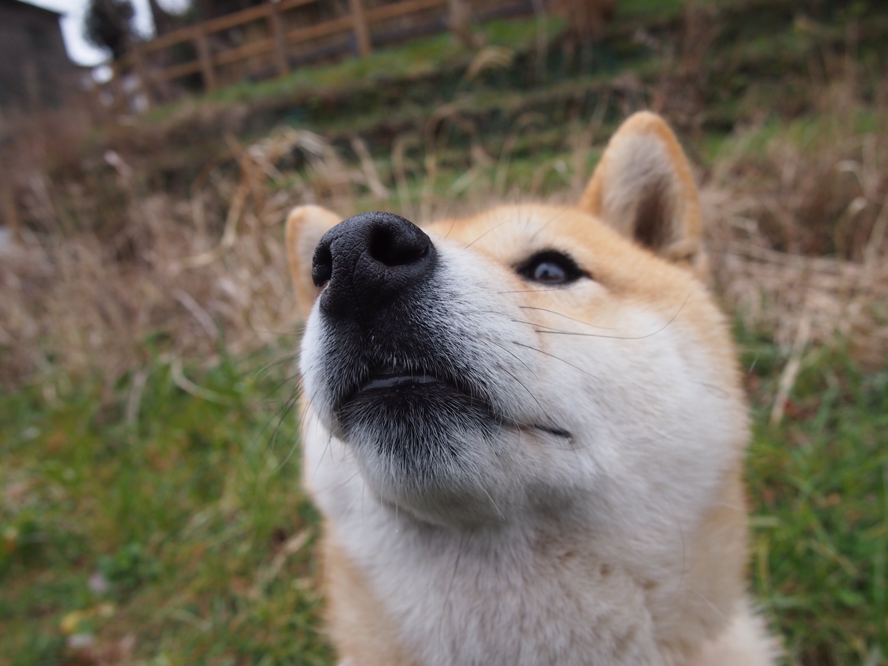 哈利伯顿接管年度焦点战，火箭争冠路上力克吉林，诠释唯一性