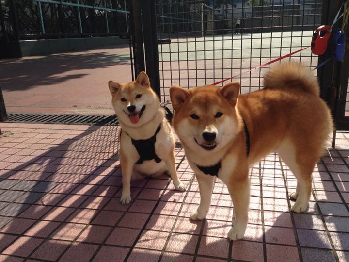 利物浦的节奏魔法,从喀麦隆铁腰到京多安式接管,英超争冠的掌控艺术