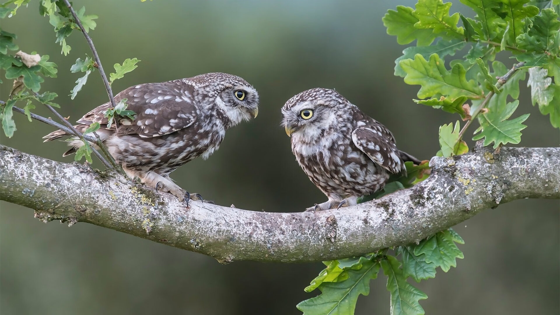 卡拉斯科之夜，当季后赛的舞台遇见无解的艺术